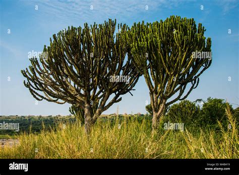 African cactus hi-res stock photography and images - Alamy