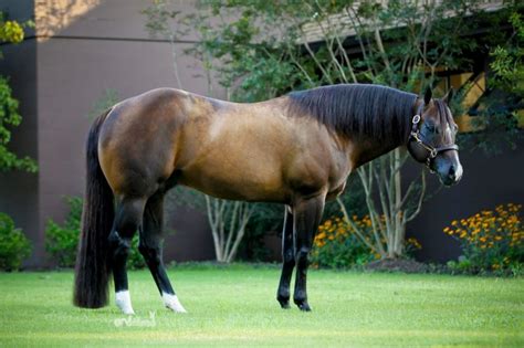 Quarter Horse stallion RL Best Of Sudden | pert | Pinterest