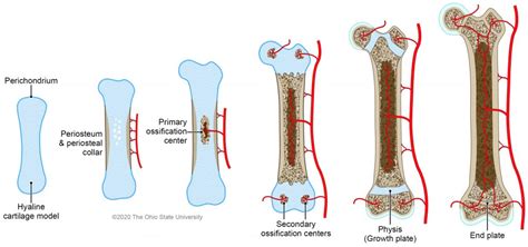 Bone growth – Veterinary Histology