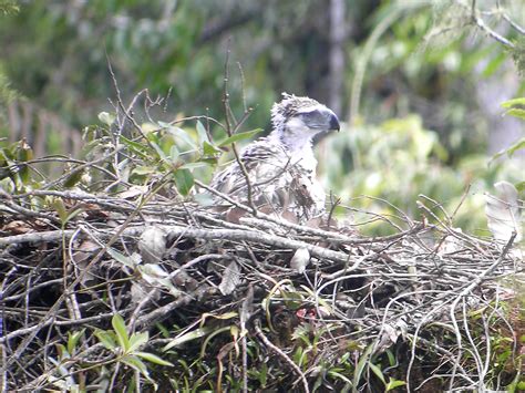 File:Philippine Eagle with nest.jpg - Wikipedia, the free encyclopedia