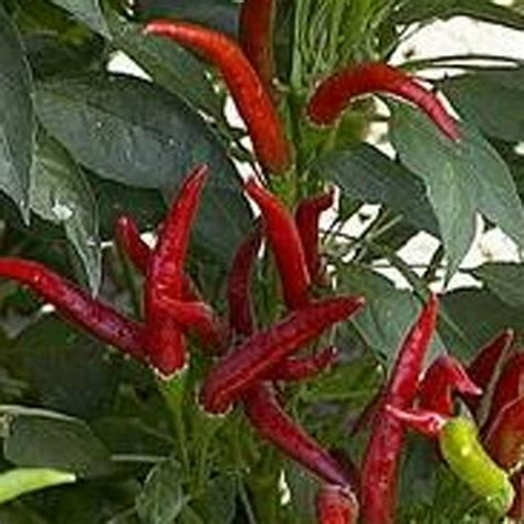 Thai Super Chili F1 Pepper - 1 OZ Bulk ~3,360 Seeds - Hybrid F1, Non-GMO, Farm & Vegetable ...