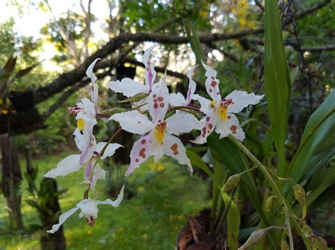 Odontoglossum crispum Orchids, Plants, Plant, Planets, Orchid