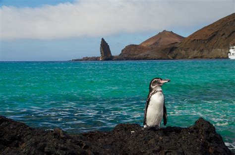 Wildlife Cruise Adventure in the Galápagos Islands - 6 Days | kimkim