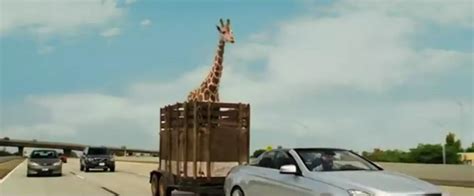 It’s Bad Times for a Giraffe in the Trailer for ‘The Hangover Part III’