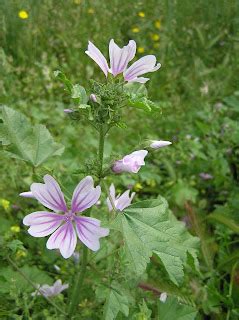 Flora Mirabilis: Malva sylvestris