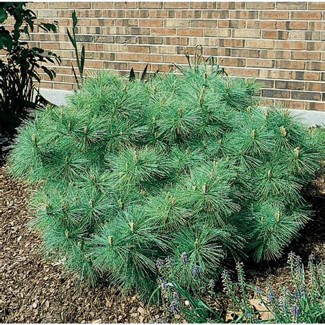 Shop 12.7-Gallon Dwarf Eastern White Pine Feature Shrub (L5203) at Lowes.com