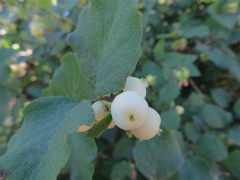 Symphoricarpos albus | Fourth Corner Nurseries