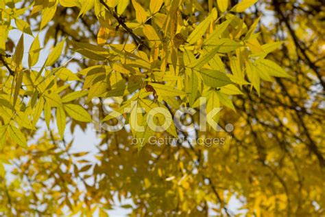 Ash Tree Autumn Leaves Stock Photo | Royalty-Free | FreeImages