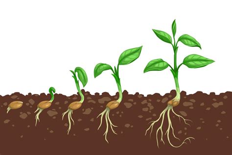 Plant growth steps, seed germination in soil 14041651 Vector Art at Vecteezy