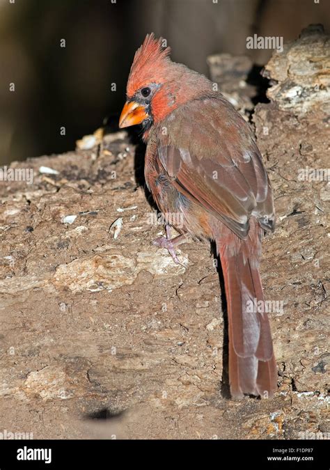 Male Northern Cardinal Ground Feeding Stock Photo - Alamy