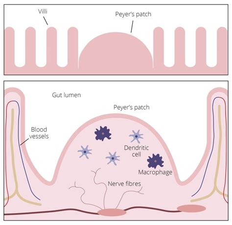 Probiotics for Immunity | Professionals