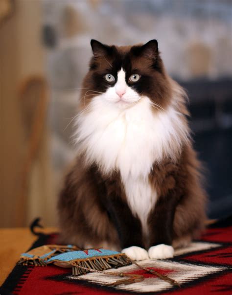 Mingo - Ragdoll of the Week, a Seal Mink Bicolor Ragdoll Cat