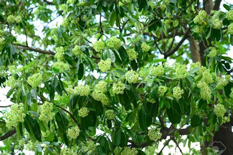 Alstonia Scholaris, Dita Tree, Saptaparni – Plant – Revise – Plantslive