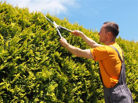 Considerations for pruning cedar hedges | Vancouver