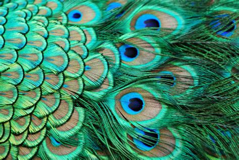 🔥 Download Beautiful Peacock Feathers Pictures HD Wallpaper by @dparker52 | Peacock Feather ...