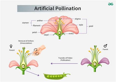 Methods of Artificial Pollination - Advantages, Stages and Notes - GeeksforGeeks