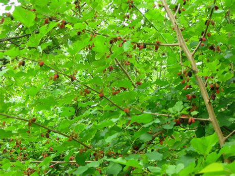 Mulberry Tree: Pictures, Images, Photos of Mulberry Trees