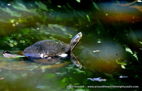 Wildlife in Panama - Spectacled Caiman - Soberania National Park