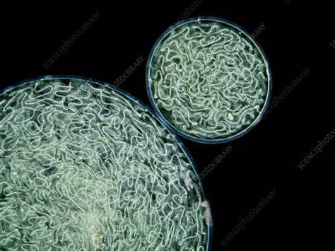 Nostoc cyanobacteria, light micrograph - Stock Image - C012/5196 ...