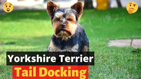 Yorkshire Terrier Tail Docking: Everything you need to know about ...