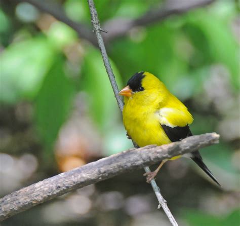 Keeping Your Backyard Birds Healthy This Spring and Summer - Healthy Wildlife