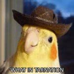 What in tarnation Meme Generator - Imgflip