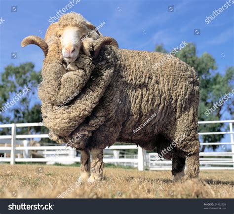 Australian Merino Sheep Stock Photo 21492139 : Shutterstock