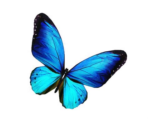 Blue Butterfly PNG Transparent Image