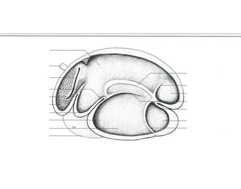 Rumen internal anatomy Quiz