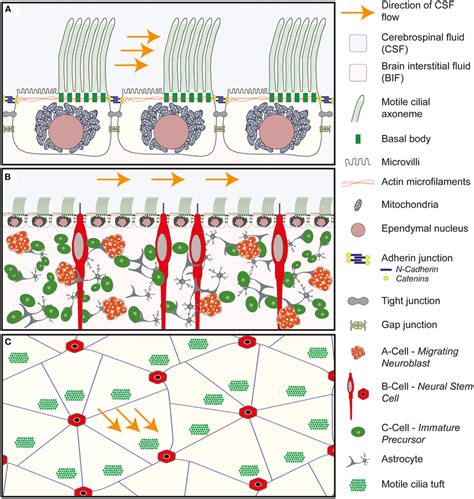 | Anatomy of the wall of the lateral ventricle. (A) Anatomy of the E1... | Download Scientific ...