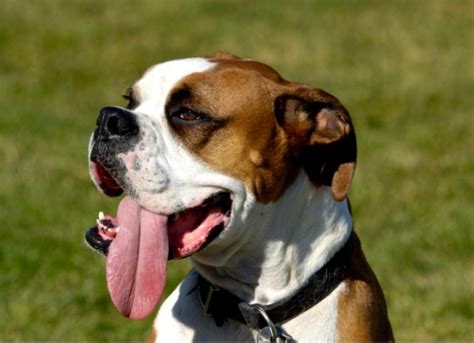 Dog Panting: Why Dogs Pant and How to Tell if It's Too Much | PetMD