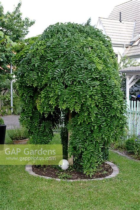 Sophora japonica 'Pe... stock photo by Martin Staffler, Image: 0176912