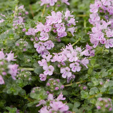 Elfin Creeping Thyme, Thymus praecox arcticus | High Country Gardens