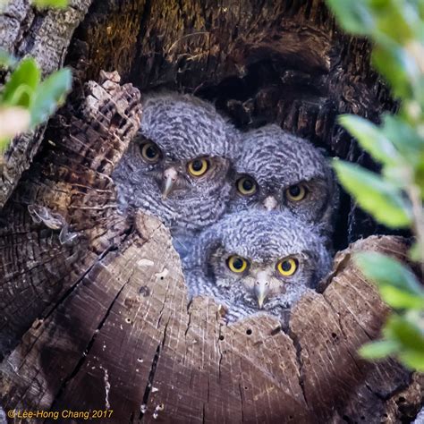 Baby Western Screech-Owls [Honorable Mention, Home Tweet H… | Flickr