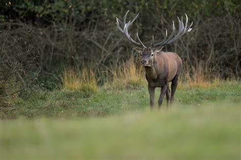 Premium Photo | Red deer in the nature habitat during the deer rut ...