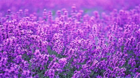 Free Lavender Wallpapers - Wallpaper Cave