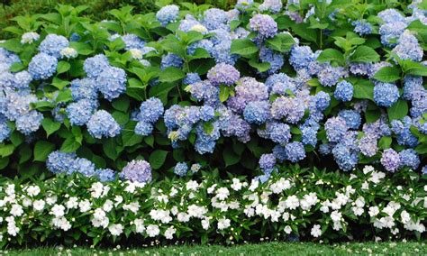 Hydrangeas Canada's Favorite Flowering Shrub | Shade garden plants ...