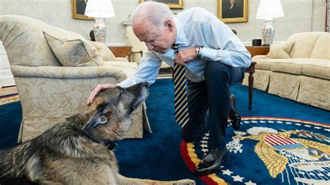 Champ, the Bidens' German Shepherd, has died - CNNPolitics