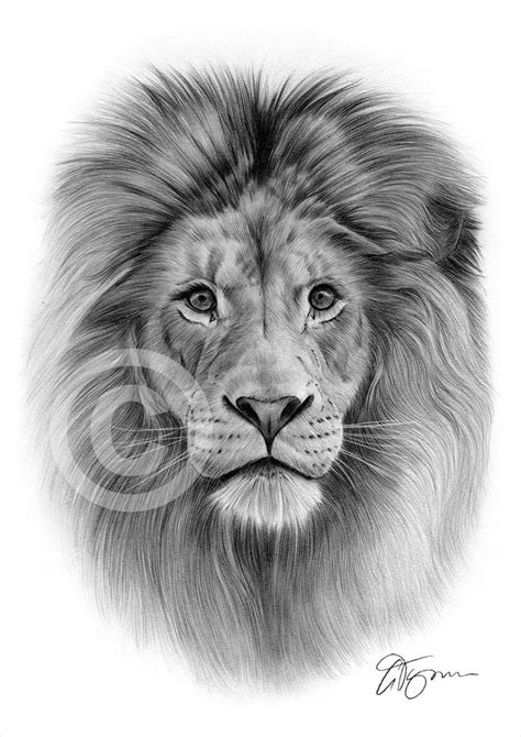 Simple Lion Face Drawing at PaintingValley.com | Explore collection of Simple Lion Face Drawing