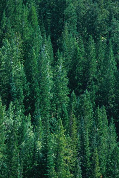 Evergreen forest Free Photo Download | FreeImages