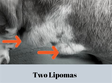 Lipomas in Dogs: An Unconventional Approach | Dr. Magda