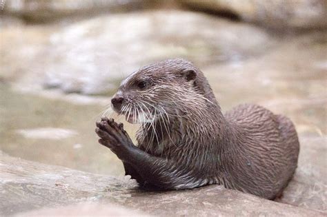 Asian Small-Clawed Otter - Denver Zoo