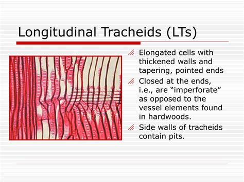 PPT - Lecture #5 - Anatomical Structure of Softwoods, part I PowerPoint Presentation - ID:9229503