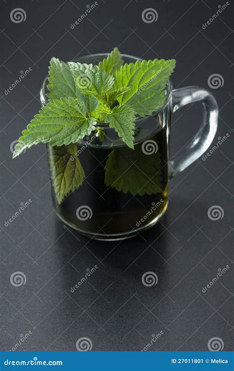 Nettle Tea stock image. Image of green, color, growing - 27011801