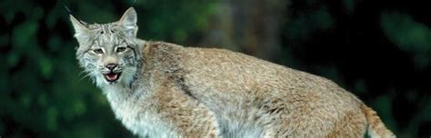 Lynx Species Overview - Feline Facts and Information