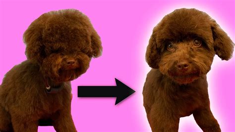 Puppy's First Groom (Toy Poodle Grooming - Full Tutorial) - YouTube