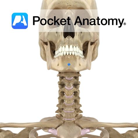 Mandible - mental protuberance - Pocket Anatomy