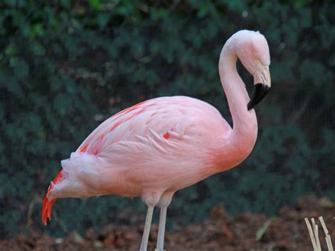 1000+ images about Flaming Flamingos on Pinterest | Flamingos, Pink ...