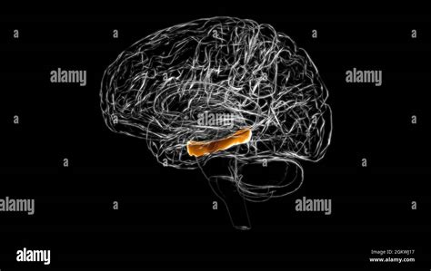 Parahippocampal Gyrus Anatomy