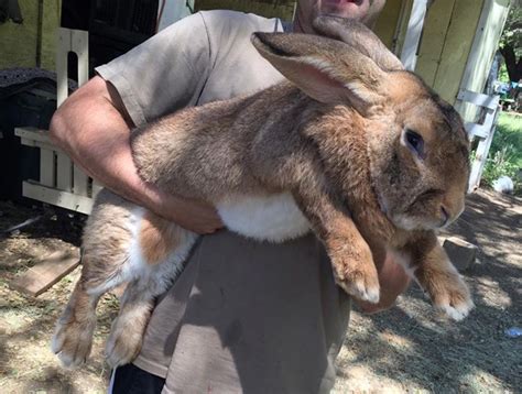 A Flemish Giant Rabbit